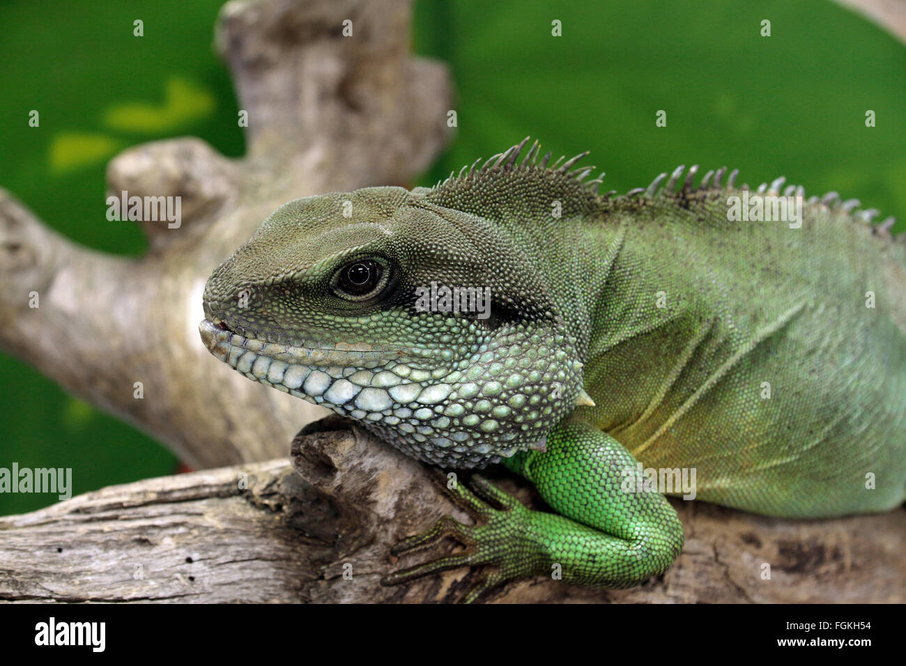 A Chinese Water Dragon (green water dragon) on display during a visit