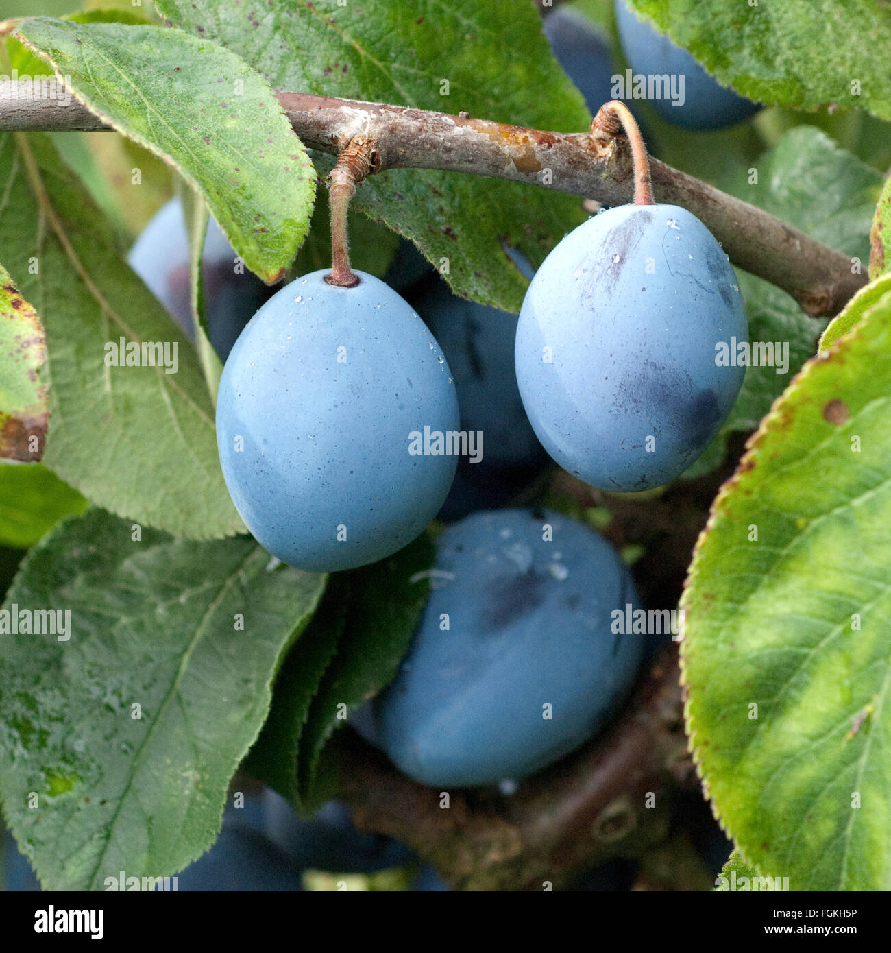 Pflaumen, Prunus, domestica Stock Photo