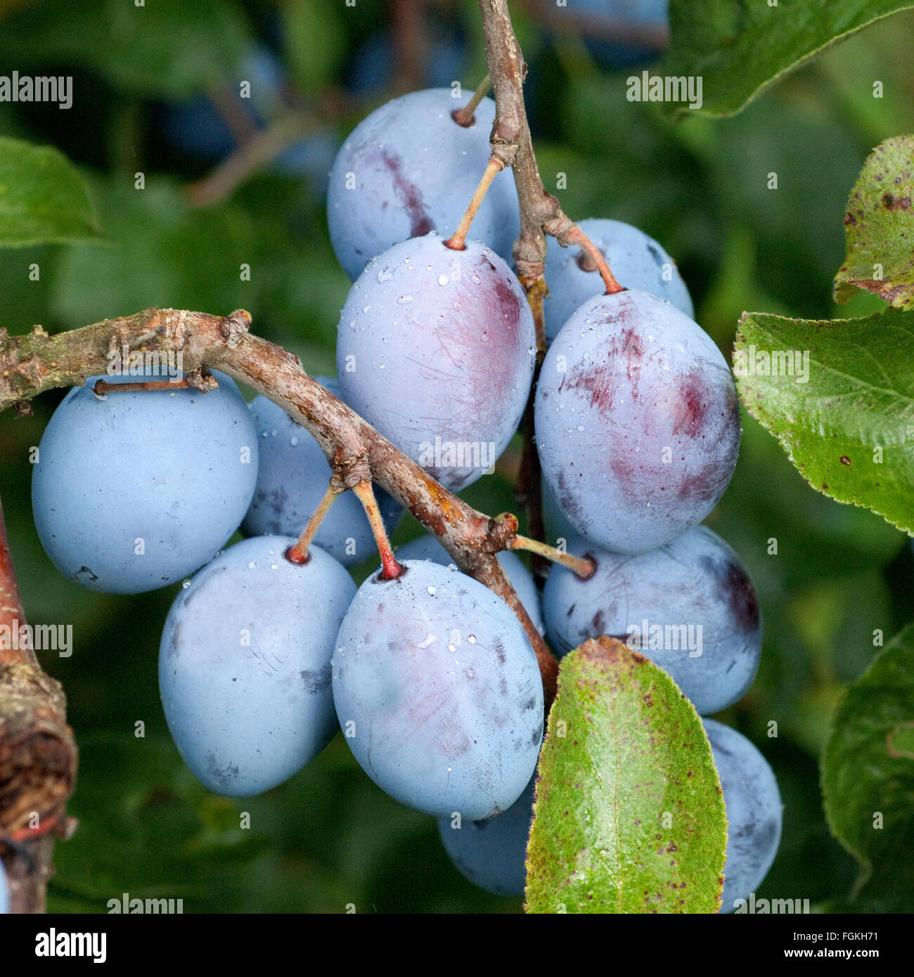Pflaumen, Prunus, domestica Stock Photo