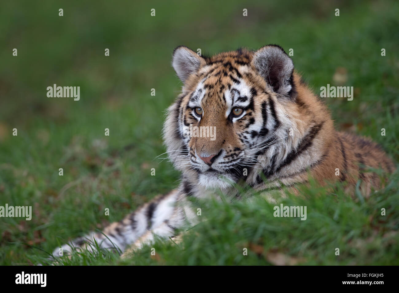 Siberian Tiger Cub Hi-res Stock Photography And Images - Alamy