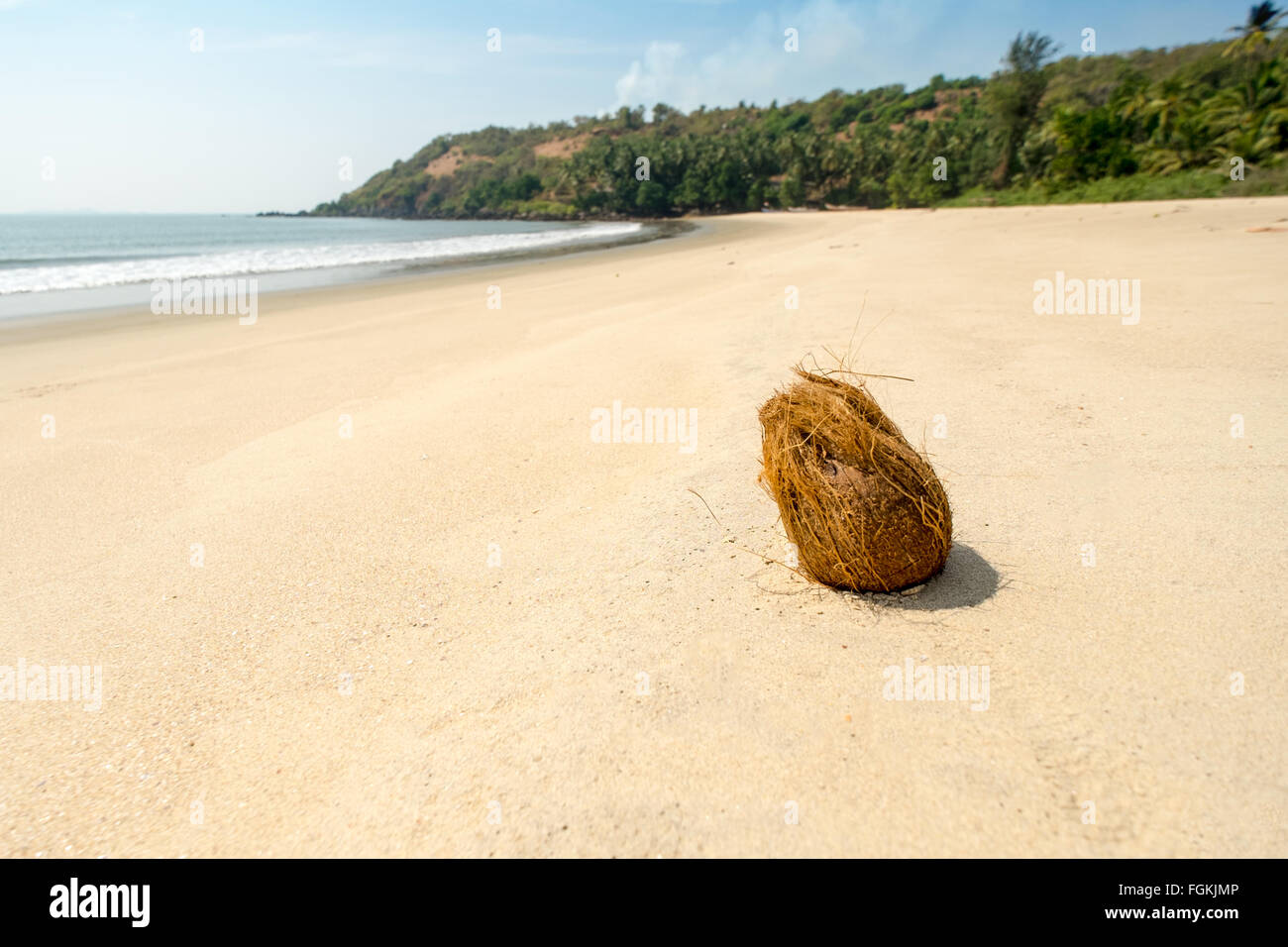 Coconut on the sand of a deserted beach on the Konkan coast in Maharashtra state, southern India Stock Photo