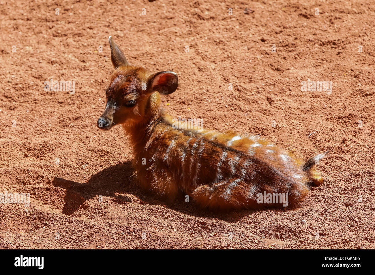 Eastern bongo (Tragelaphus eurycerus isaaci) (mountain bongo) Stock Photo