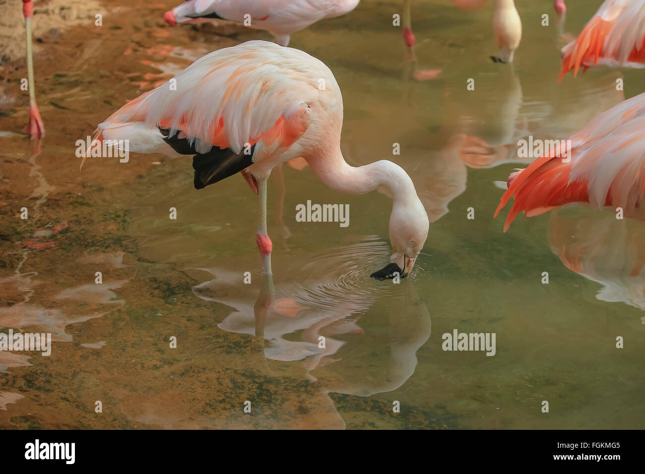 Animals in the wild, in their natural habitats. Wednesday Stock Photo ...