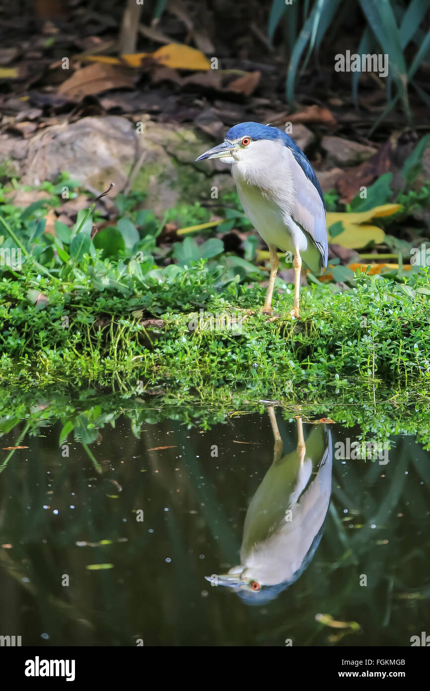 Animals in the wild, in their natural habitats. Wednesday Stock Photo ...