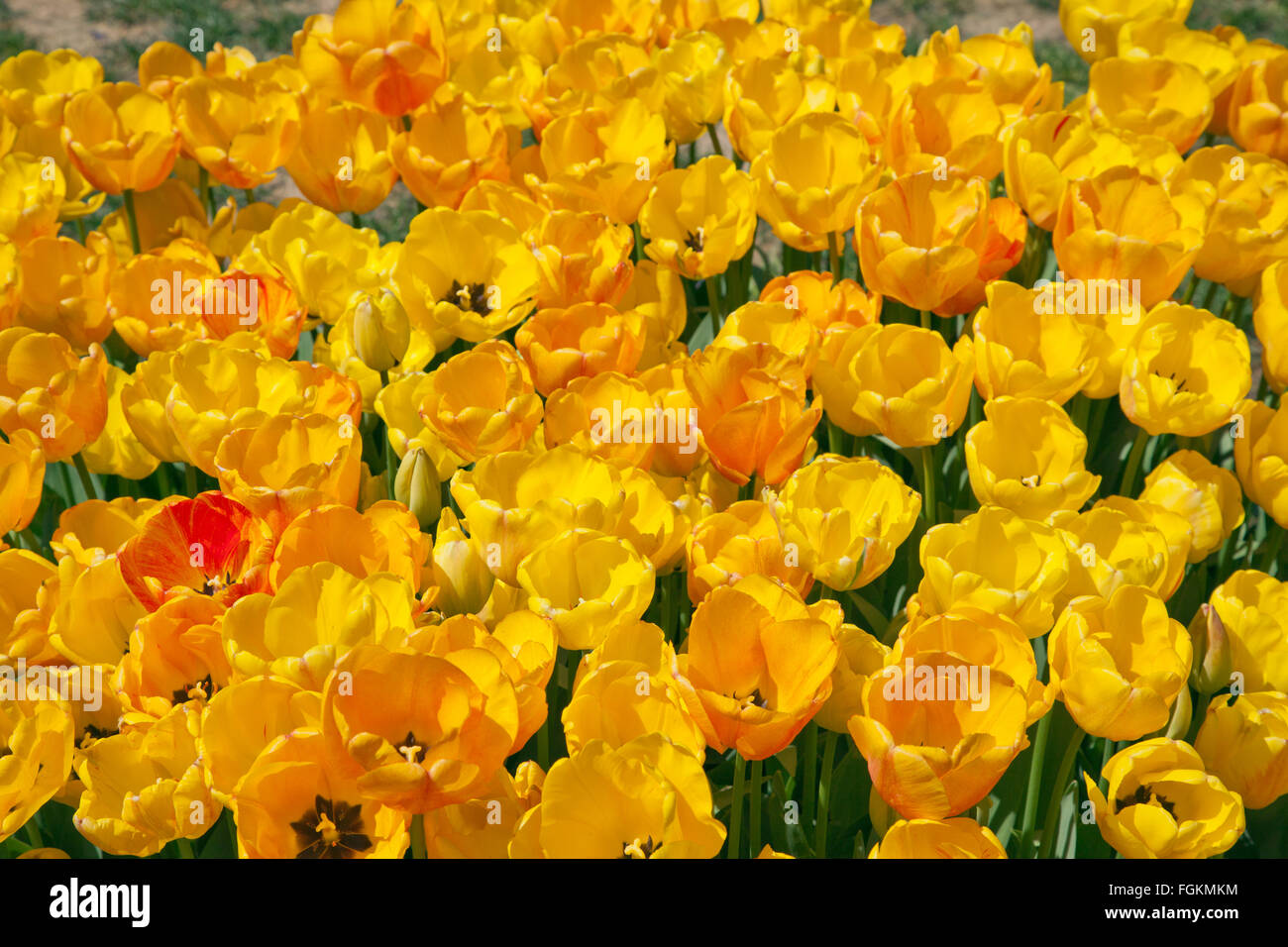 yellow Tulips field Stock Photo - Alamy