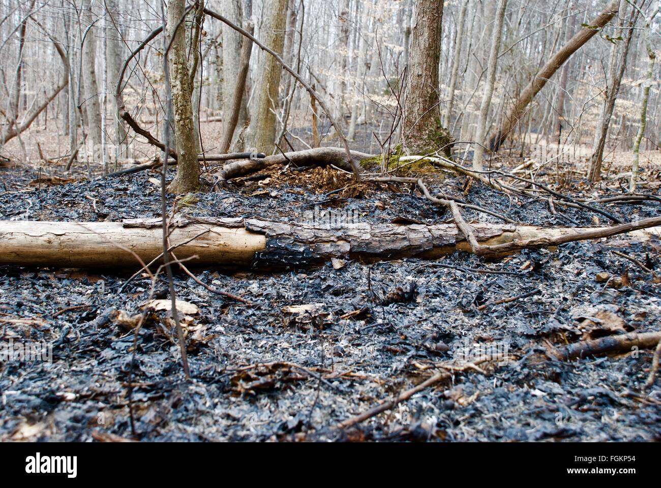 Area of forest after controlled burn Stock Photo