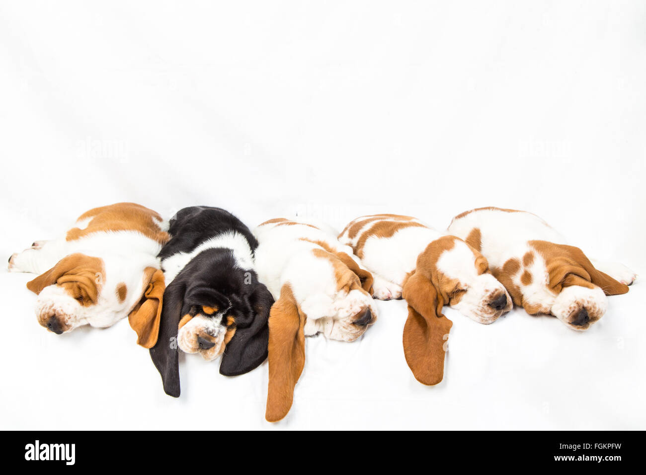 One black tri colored basset hound puppy sleeping in a line with four red and whites Stock Photo
