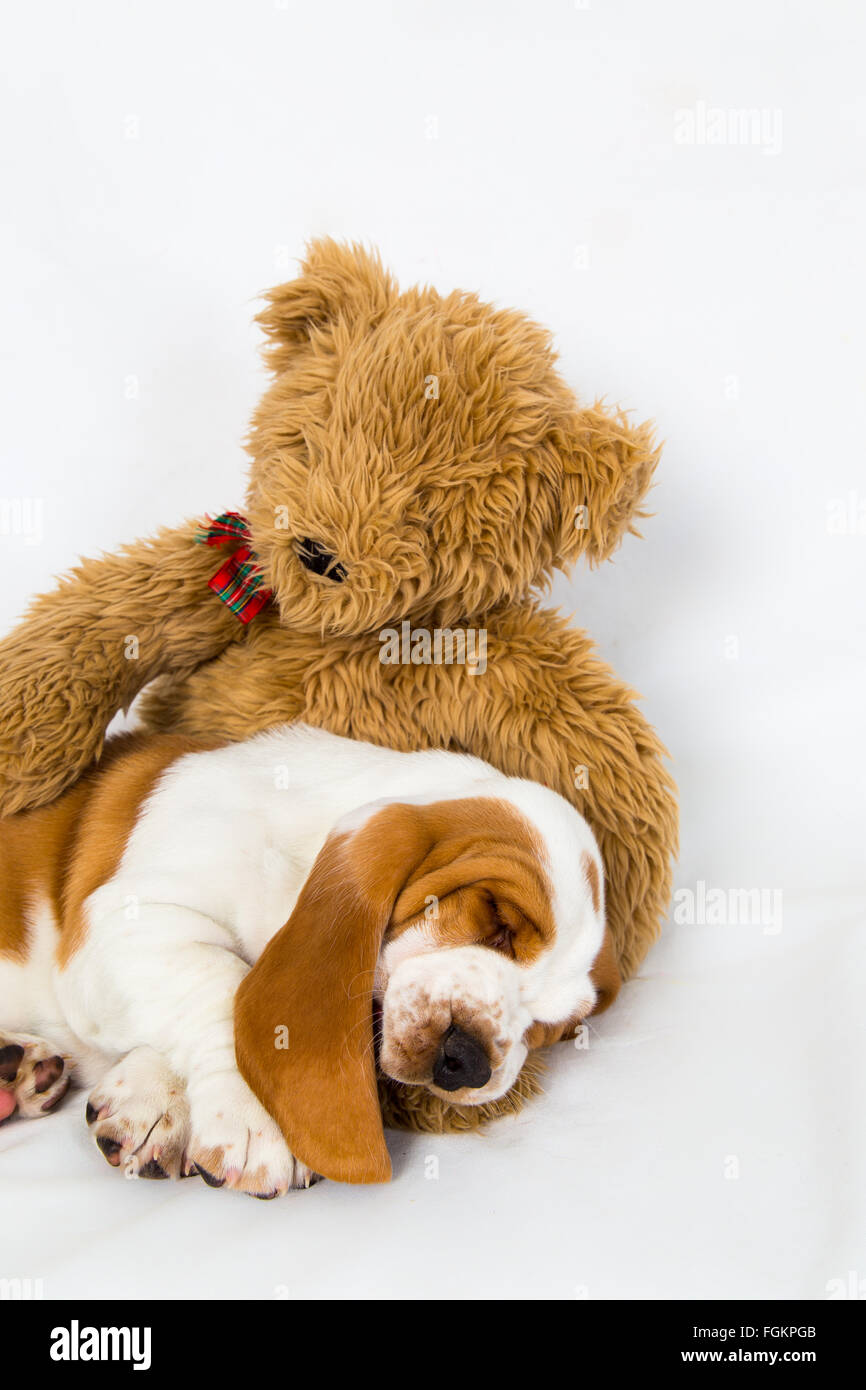 eight week old basset hound puppy sleeping in the arms of a teddy bear Stock Photo