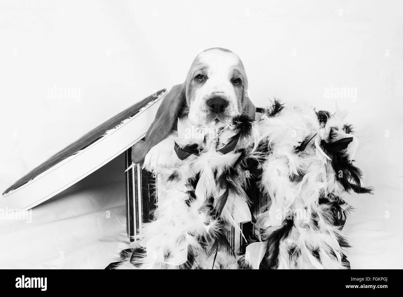 black and white of a basset hound puppy poking it's head out from a hat box Stock Photo