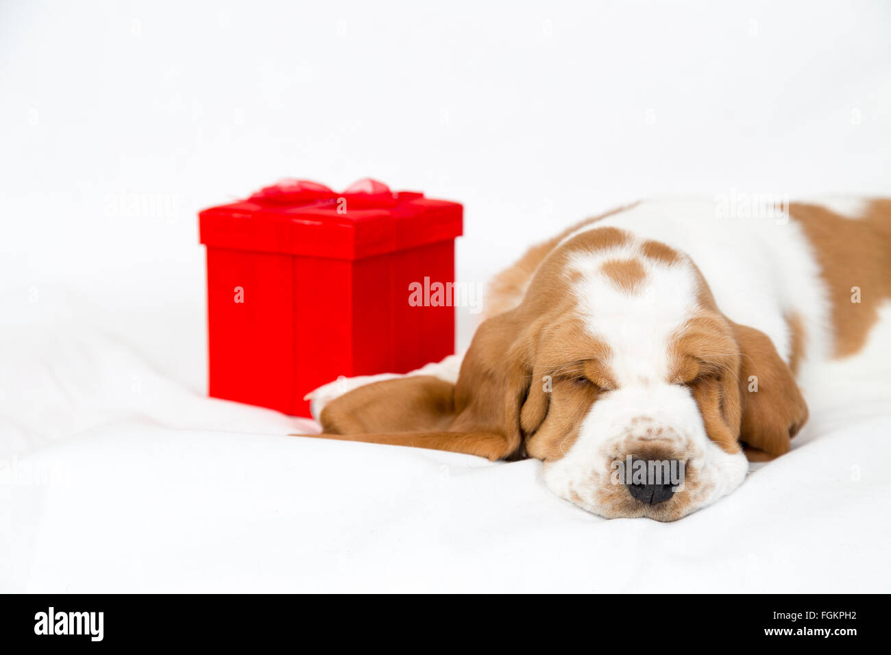 adorable basset hound puppy with a red gift box sleeps facing 