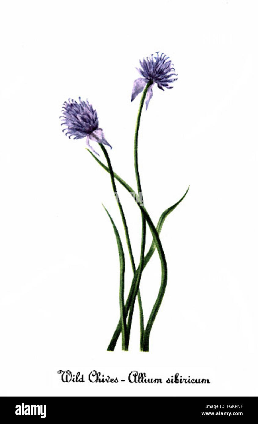 Allium schoenoprasum, by Mary Vaux Walcott Stock Photo