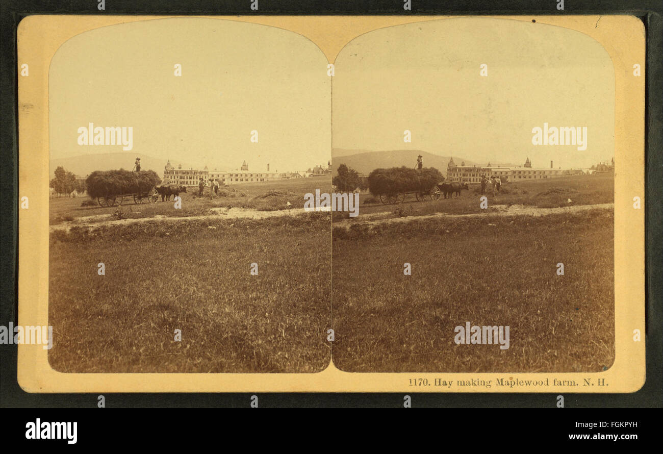 Hay making Maplewood Farm, N.H, from Robert N. Dennis collection of stereoscopic views 3 Stock Photo