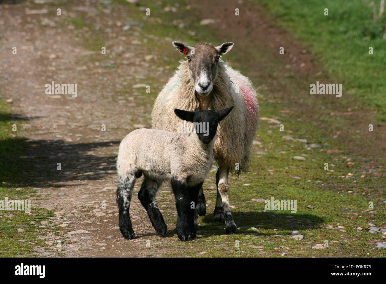 Lamb and ewe during spring lambing season in the Scottish Highlands. Stock Photo