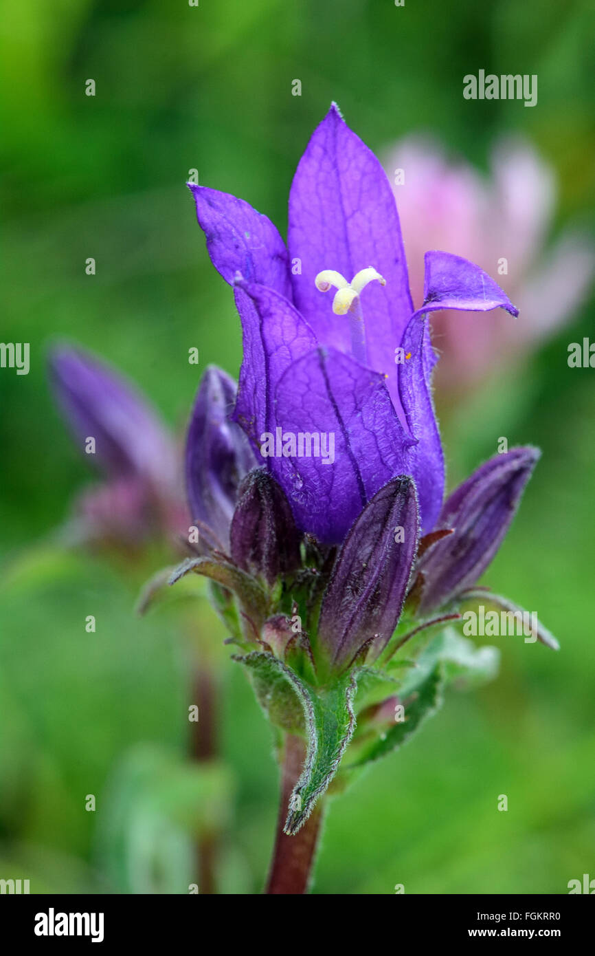 Clustered bellflower (Campanula glomerata) flower. A striking blue flower on a plant growing in a limestone quarry Stock Photo