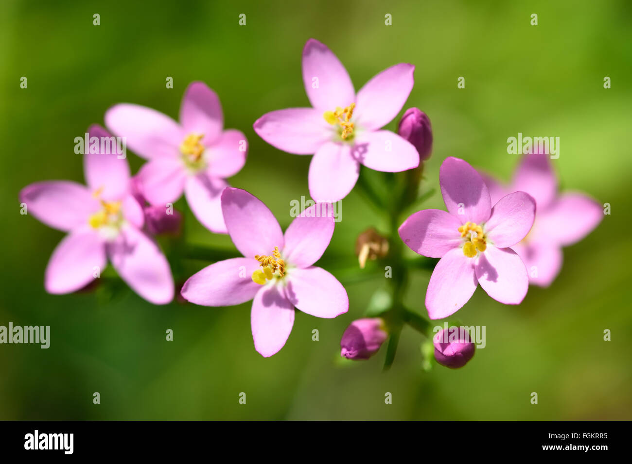 Common centaury (Centaurium erythraea) in flower. Delicate pink flowers on a plant growing in a limestone quarry Stock Photo