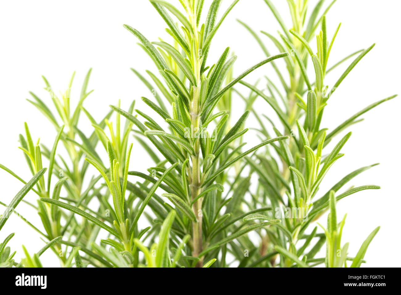 Branches of rosemary isolated on a white background Stock Photo Alamy