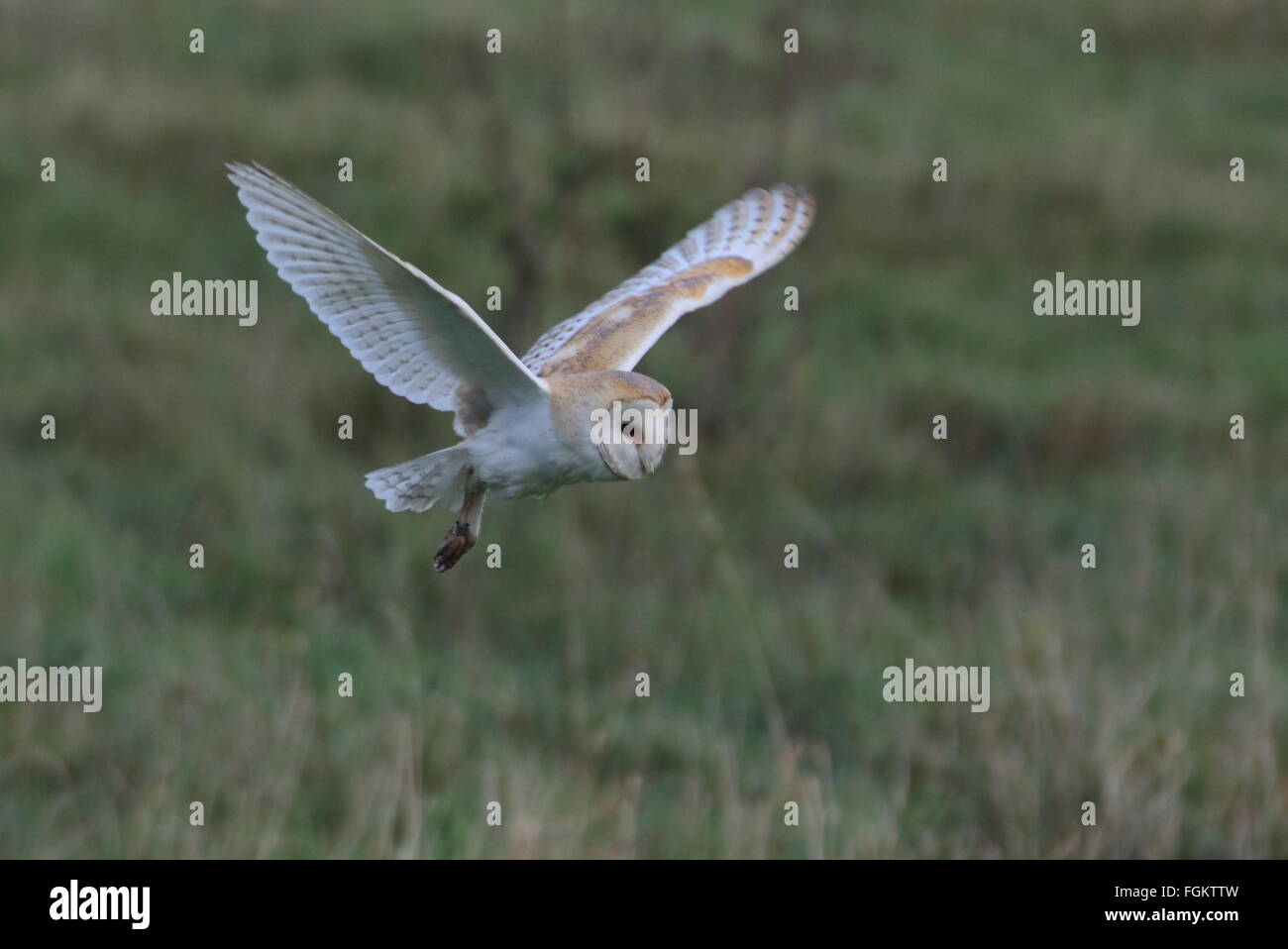 Barn Owl. Stock Photo