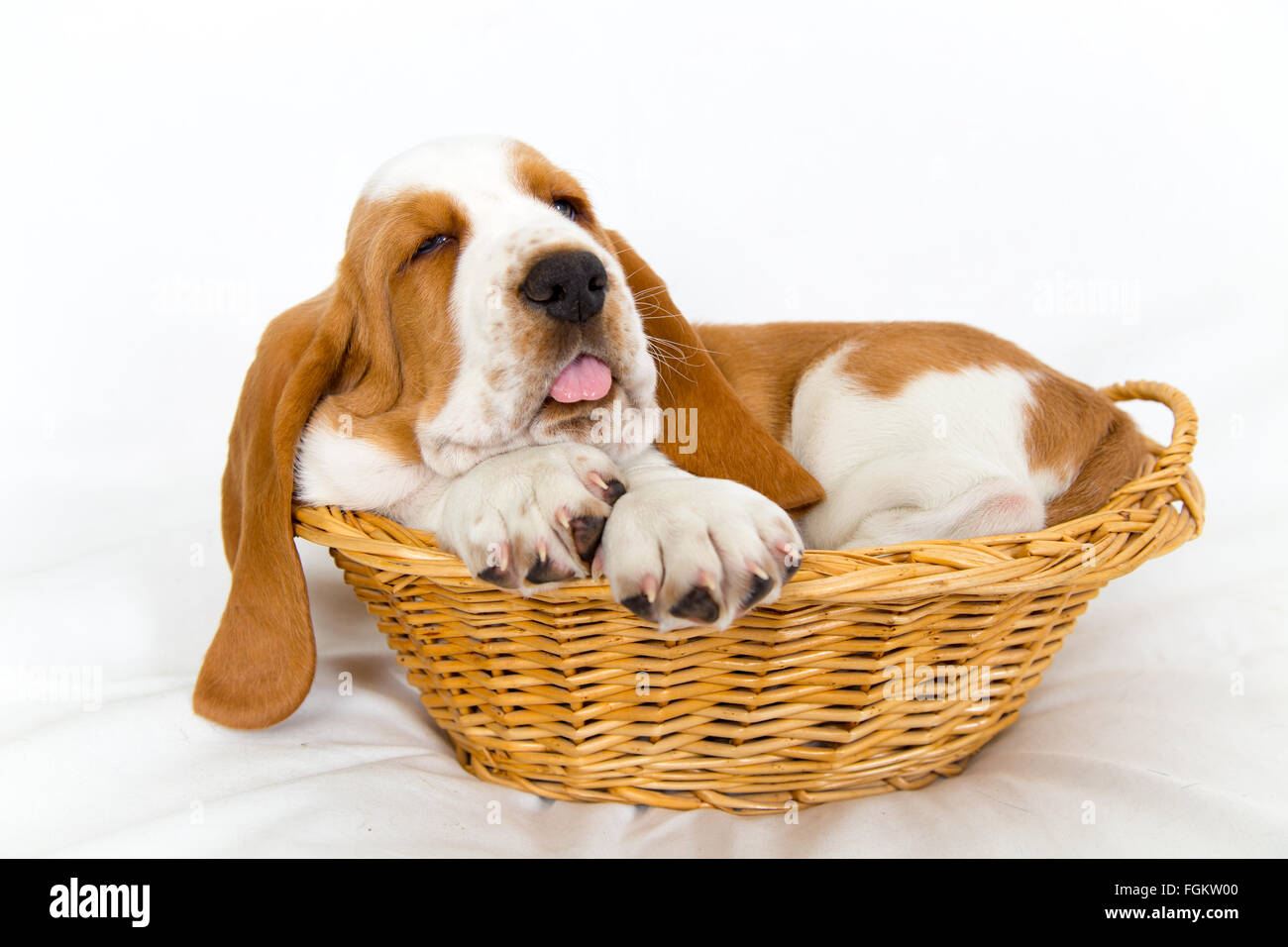 sleepy eight week old Basset hound puppy getting a bit big for his basket sticks out his tongue Stock Photo