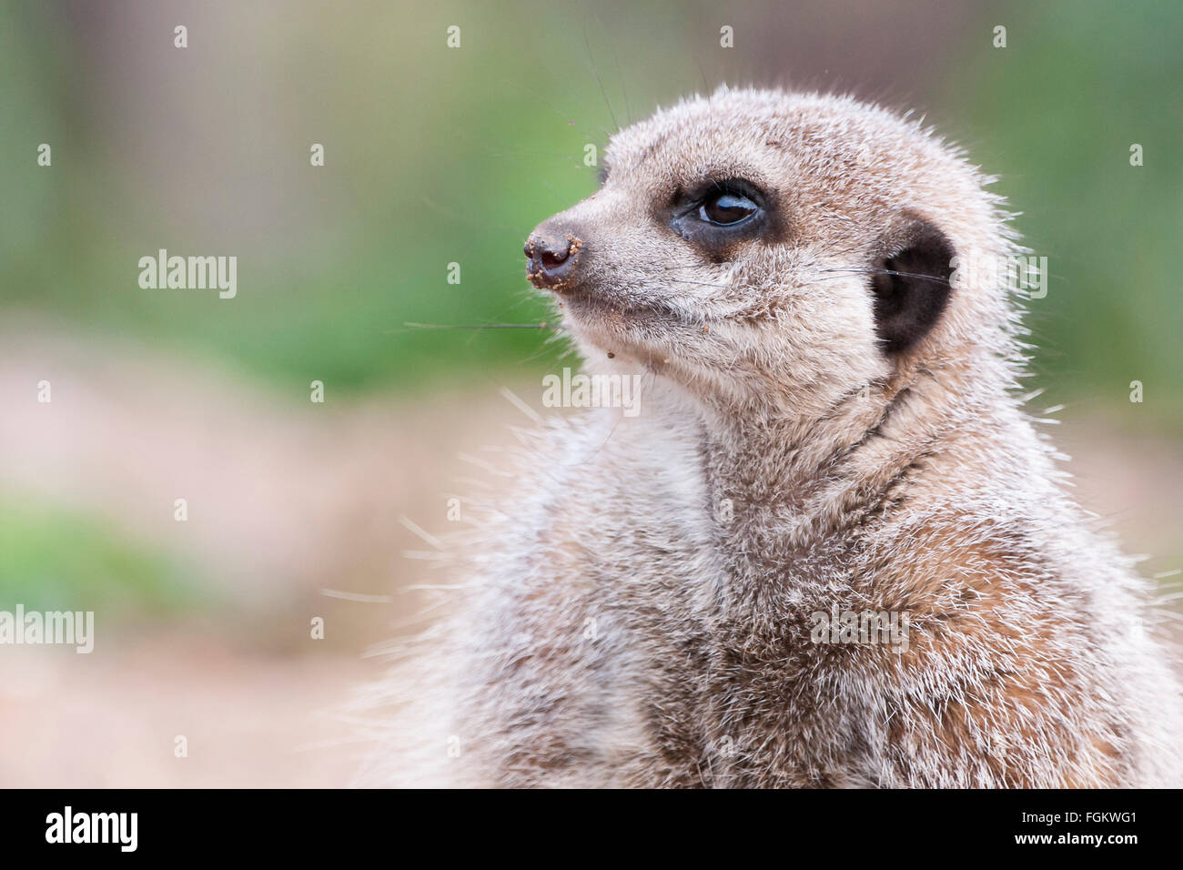 Part of the mongoose family, meerkats live all over Africa. Conservation status Least Concern Stock Photo