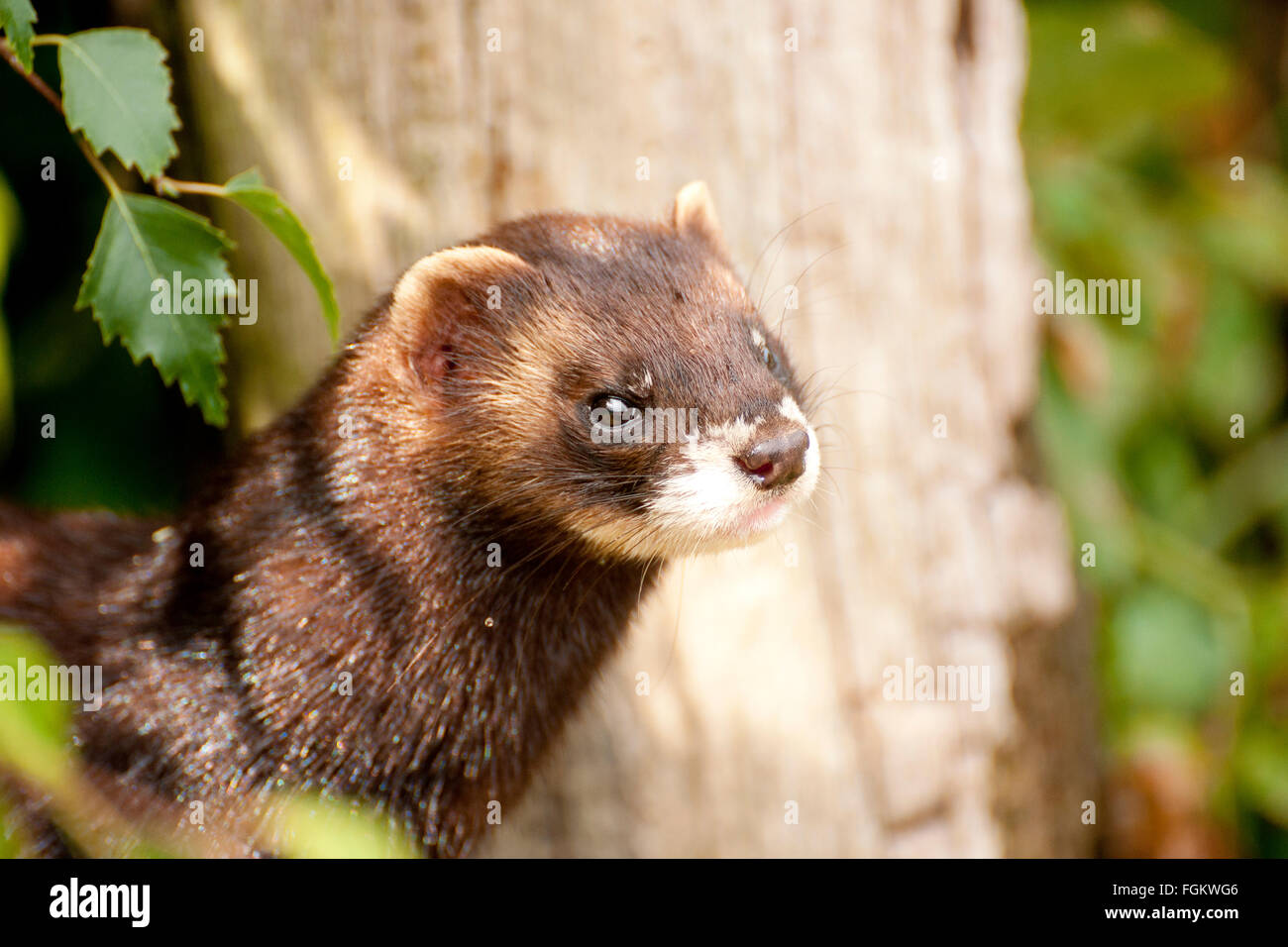 Polecats are solitary and mostly active at night. The domesticated version is the ferret Stock Photo