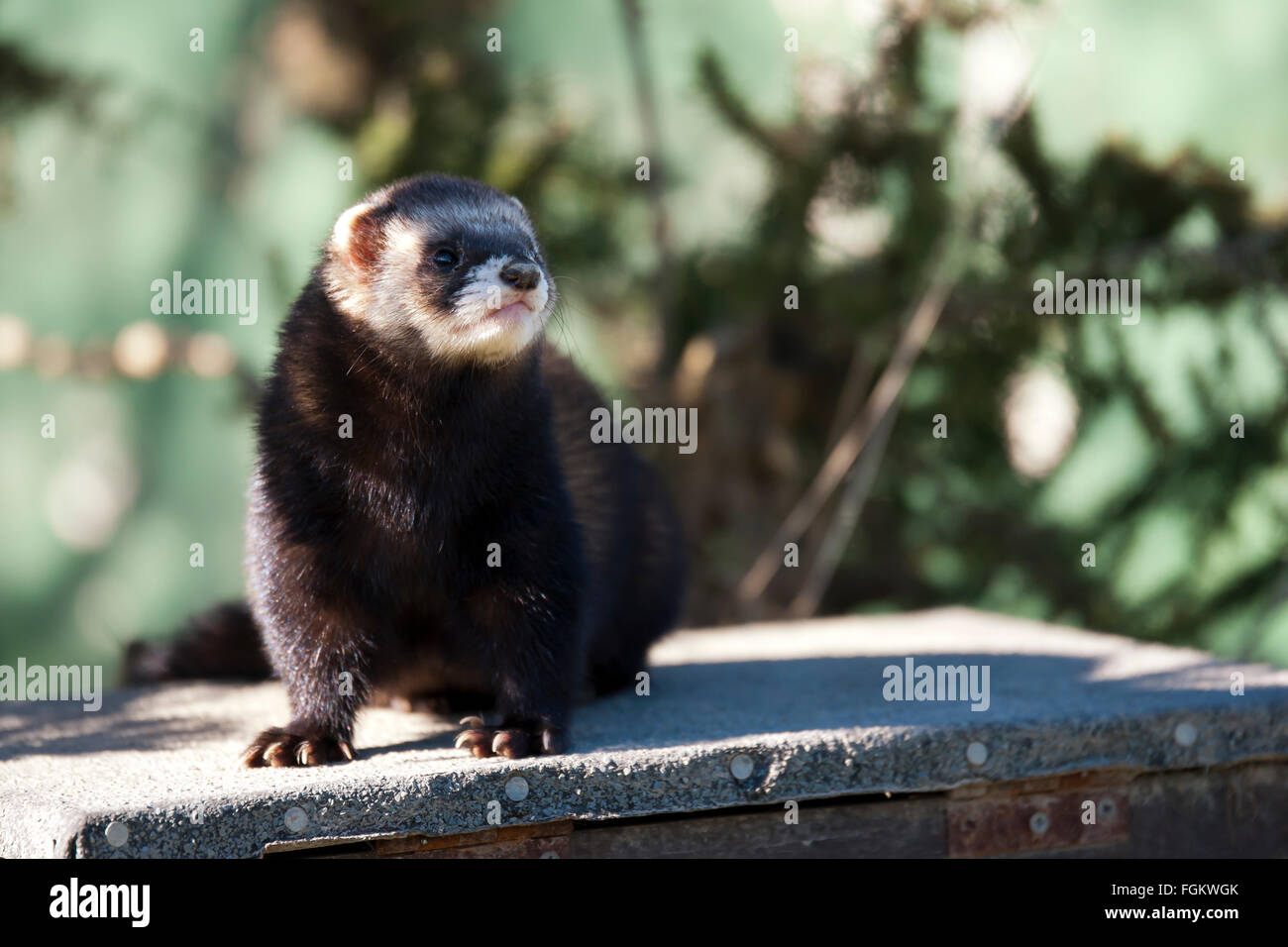 Polecats are solitary and mostly active at night. The domesticated version is the ferret Stock Photo