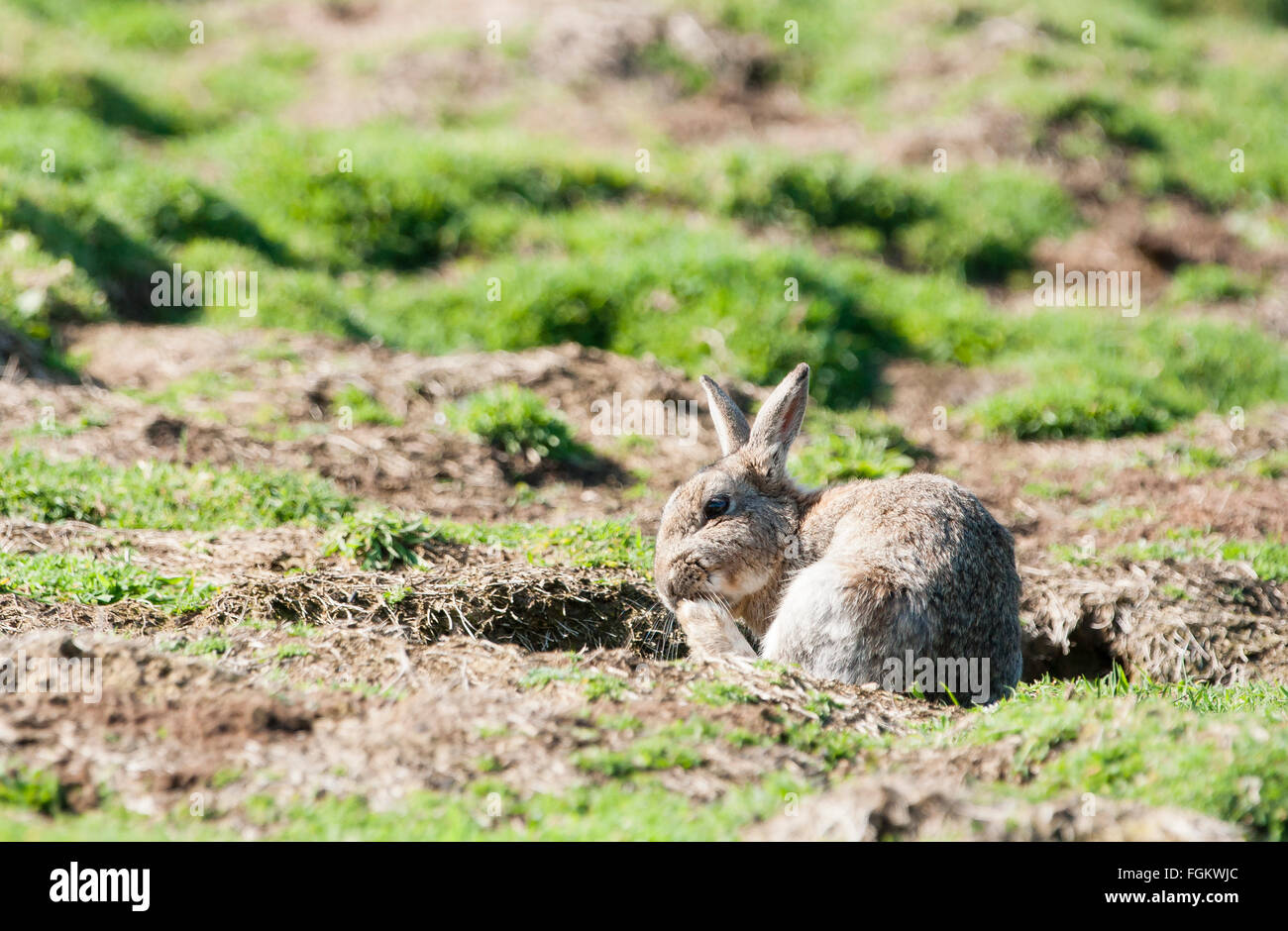 Skomer Rabbits Rabbit on skomer island hi-res stock photography and images - Alamy