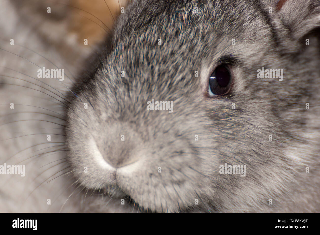 Slovakia Rabbit Baby wild rabbits uk hi-res stock photography and images - Alamy