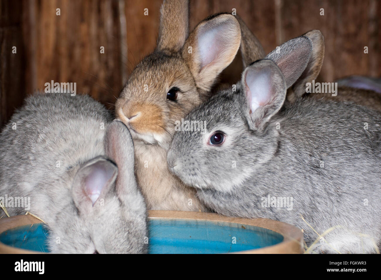 Slovakia Rabbit Baby wild rabbits uk hi-res stock photography and images - Alamy