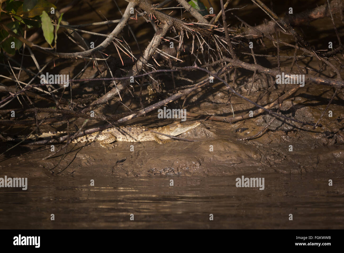 American Crocodile, Crocodylus acutus, on the muddy mangrove forest