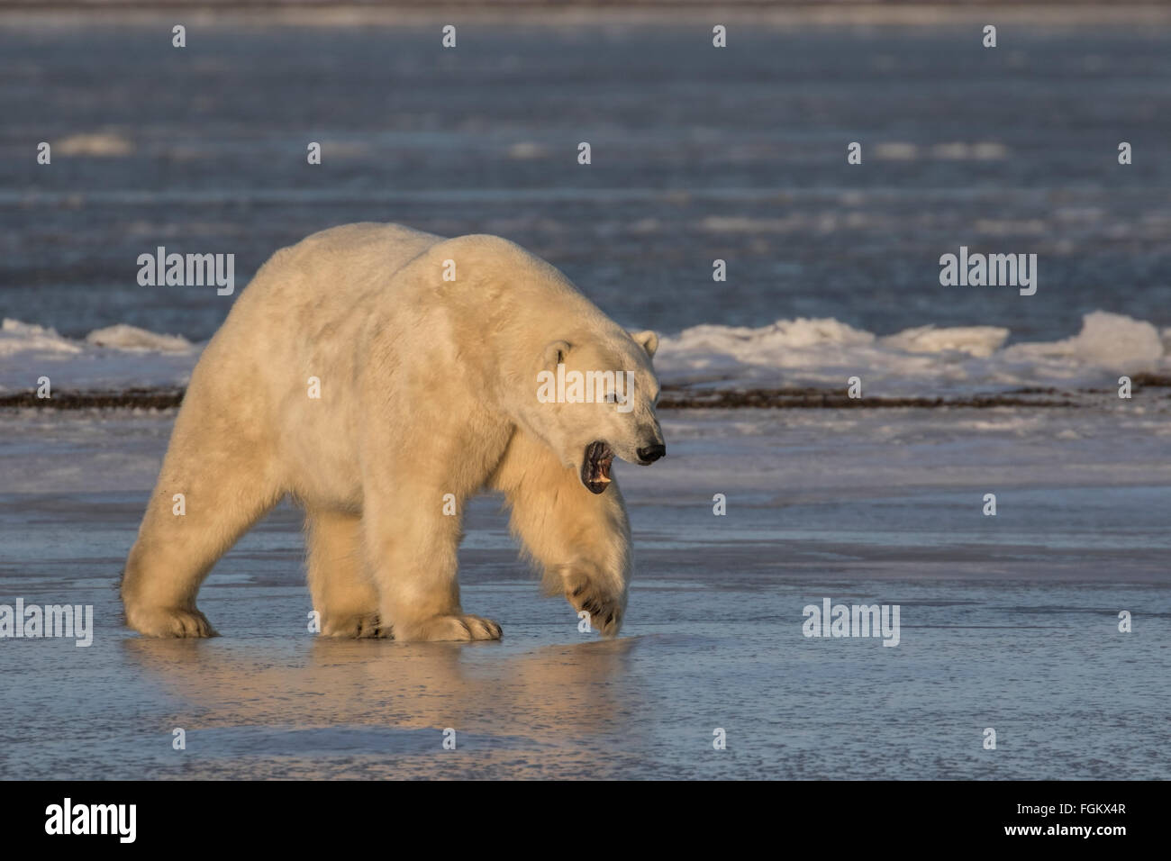 Polar Bear showing teeth Stock Photo Alamy