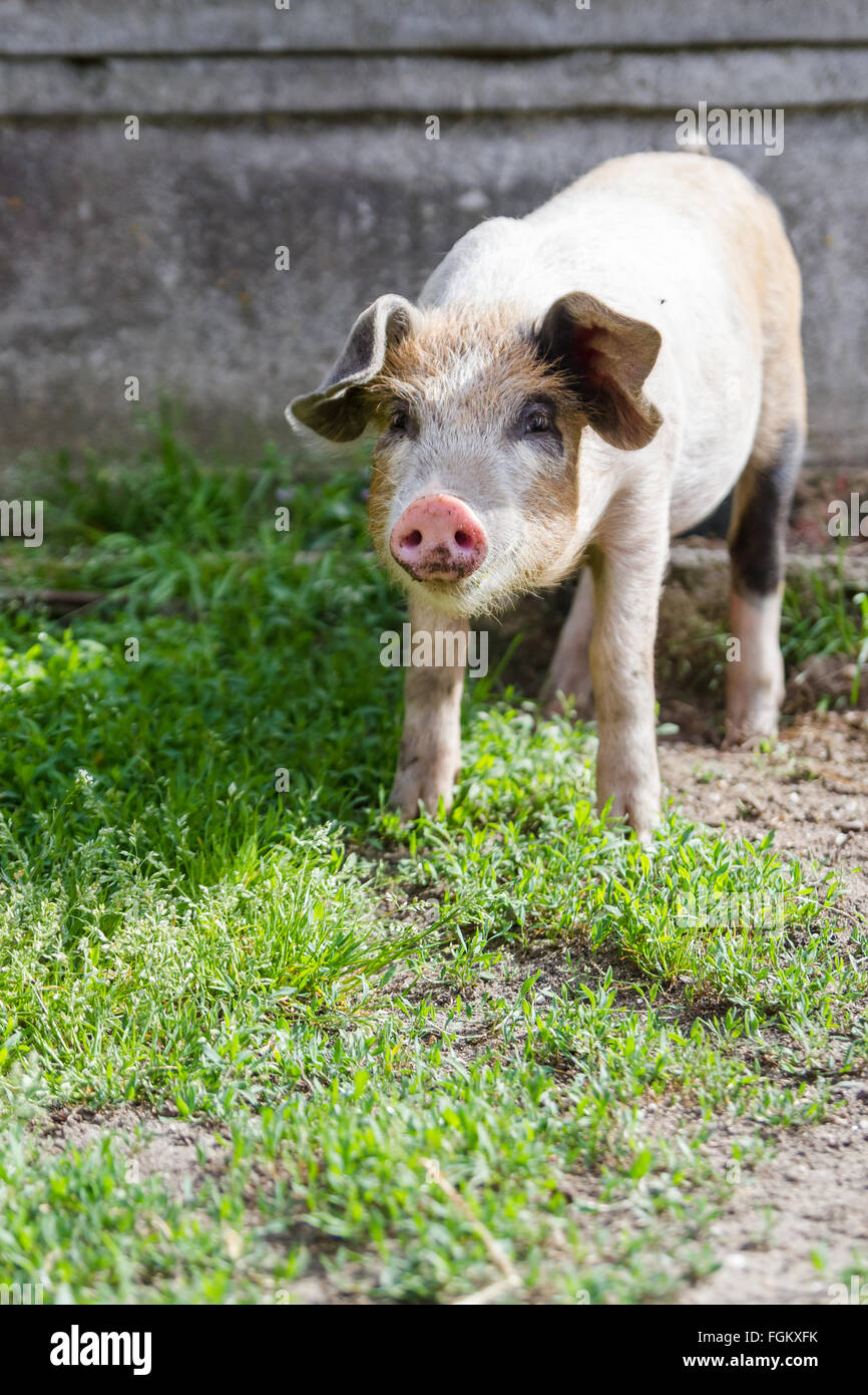 Happy piglet in fresh green grass Stock Photo