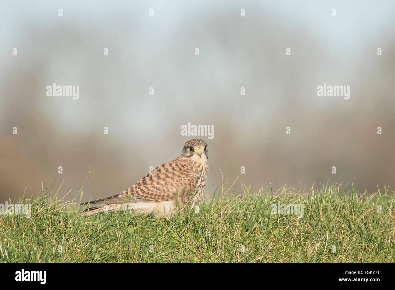 Common Kestrel (falco tinnunculus) rests after hunting in open grassland. Just finished her prey after the kill, blood still on Stock Photo