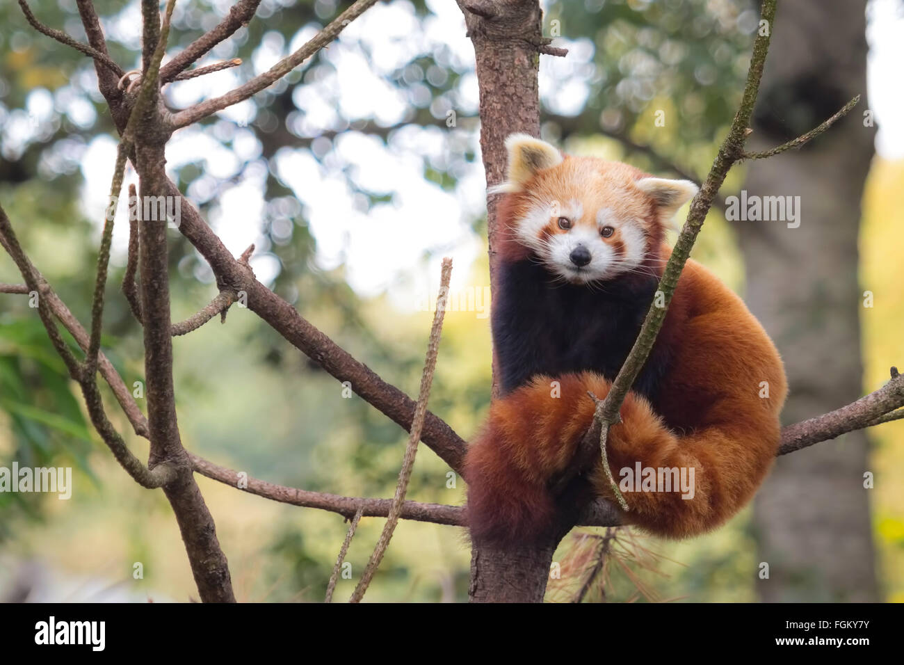 Little red panda resting in a tree facing the camera. This is a small arboreal mammal native to the eastern Himalayas and southw Stock Photo