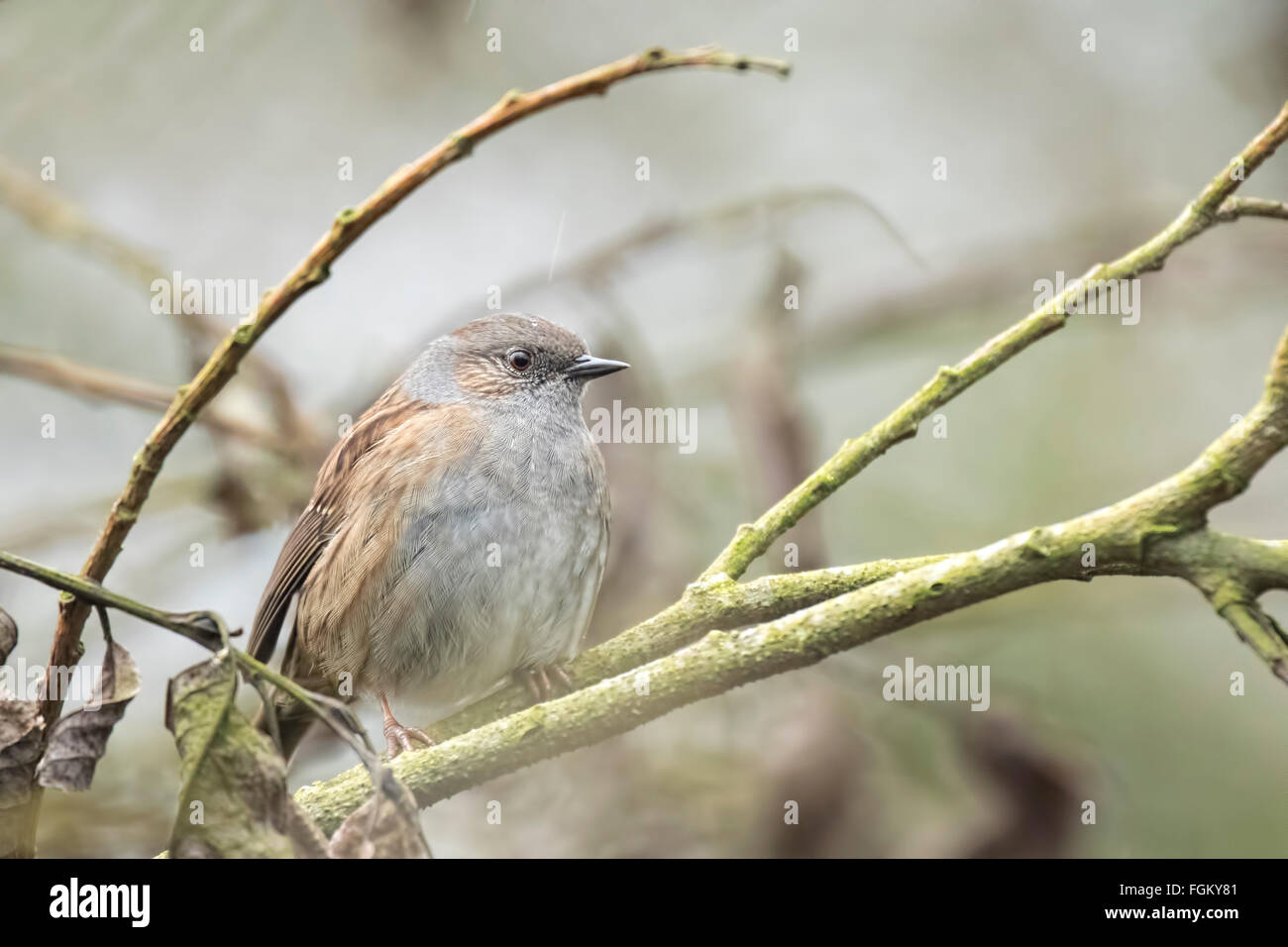 Dunnock, prunella modularis, deep in a forest perched in a bush. Stock Photo