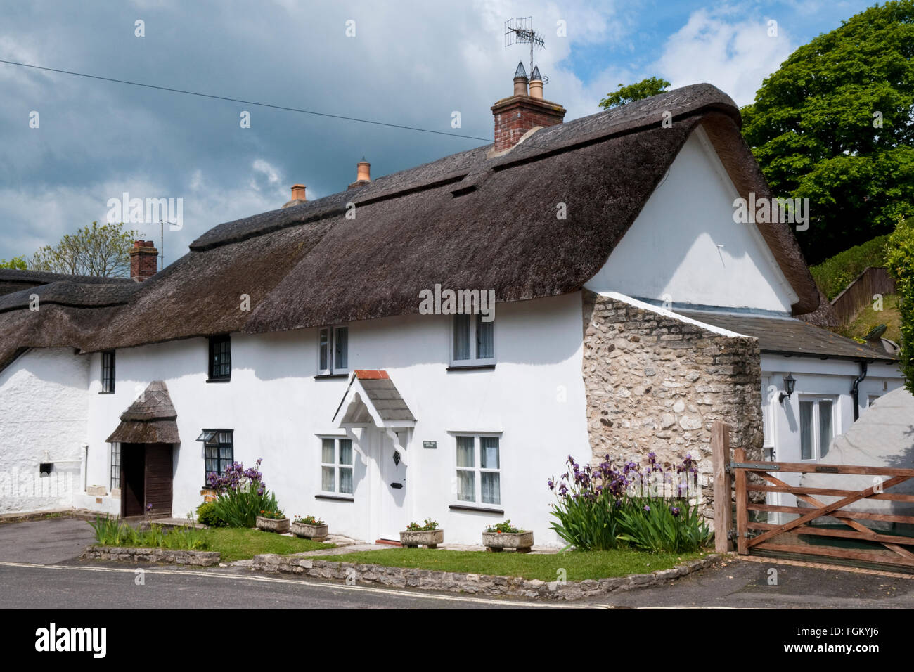 Traditional English Thatched Cottages In West Lulworth Dorset