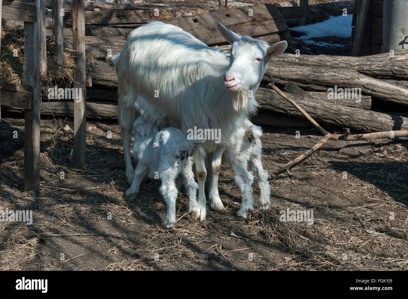 Two playful goat kids meet mother from pasture Stock Photo