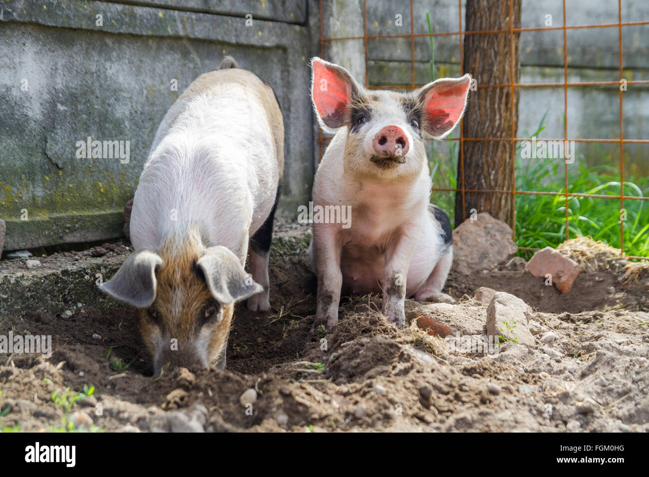 Two cute piglets playing outside Stock Photo