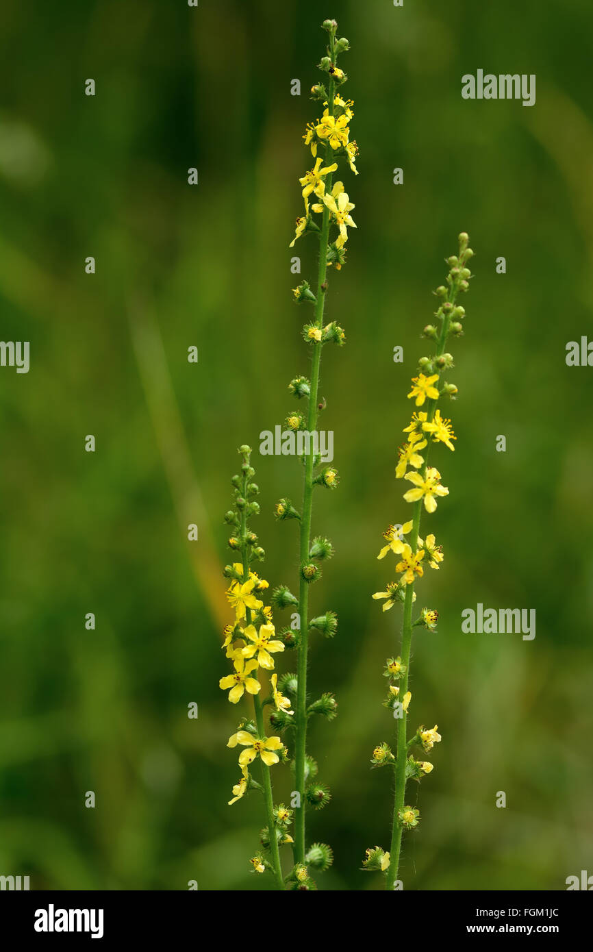 Agrimony (Agrimonia eupatoria) flower spikes. Yellow flower spikes of a plant in the rose family (Rosaceae) Stock Photo