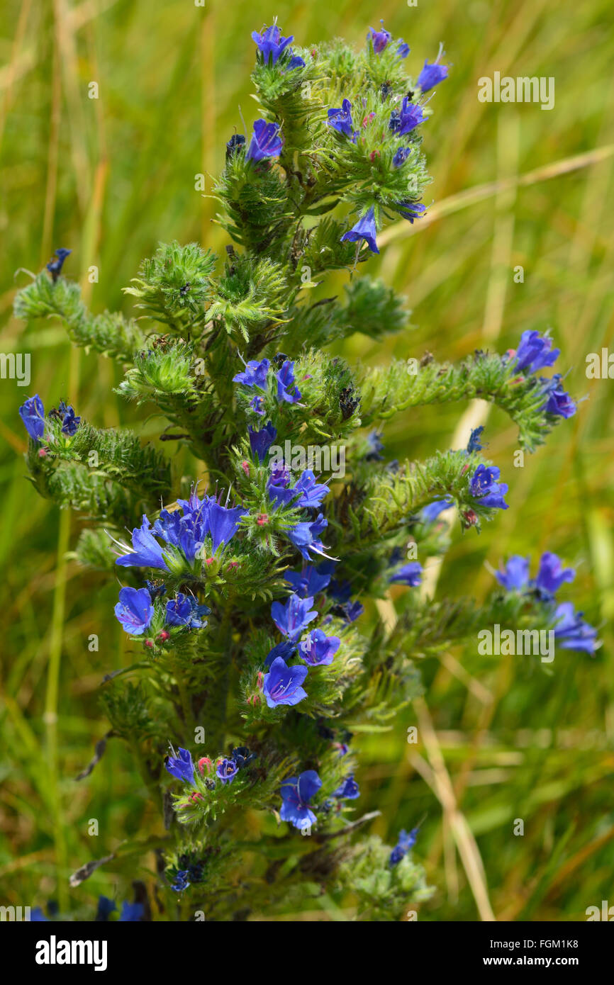 Viper's bugloss (Echium vulgare). Blue flowers on a coarsely hairy plant in flower on the British coast, in family Boraginaceae Stock Photo