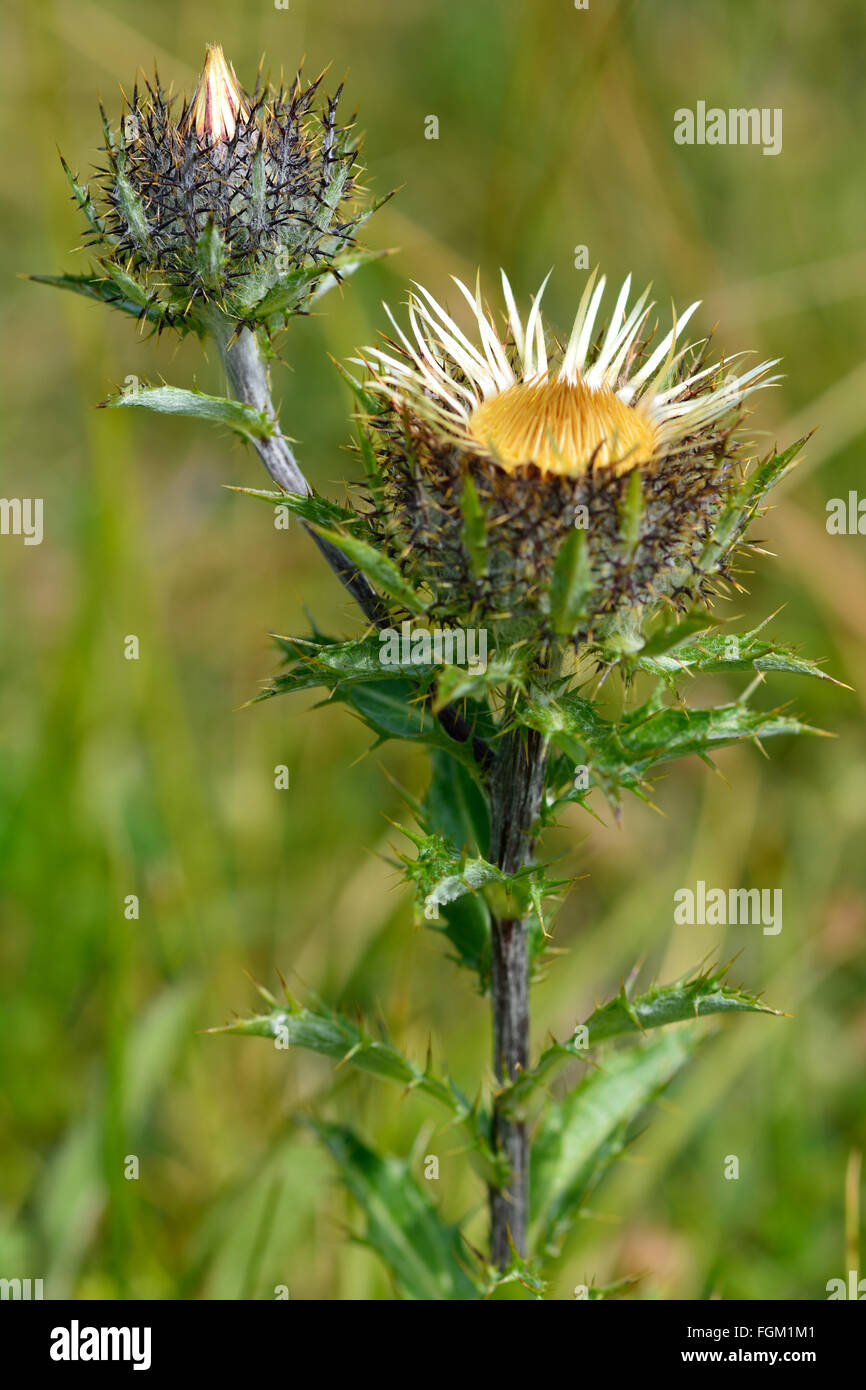 Carline thistle (Carlina vulgaris). Brown flower of this prickly plant in the daisy family (Asteraceae), appearing as if dead Stock Photo