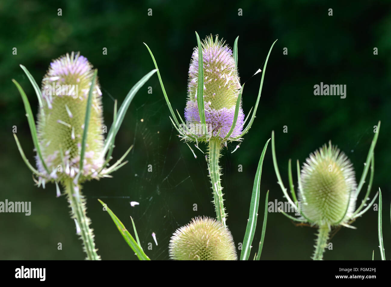 Teasel (Dipsacus fullonum). Purple flowers on the prickly heads on this plant in the family Dipsaceae Stock Photo