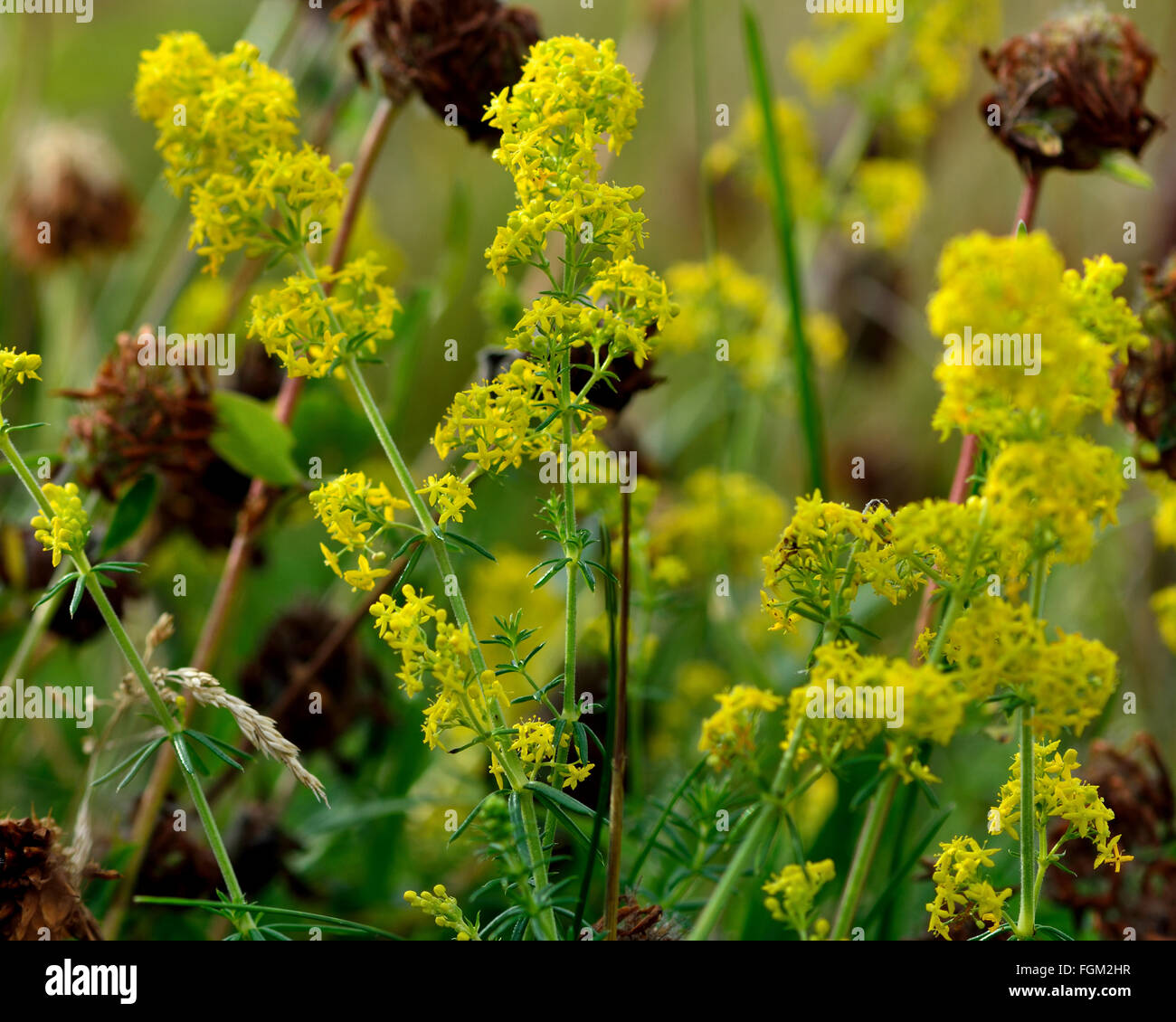 Lady's bedstraw (Galium verum). A low growing, yellow flowered bedstraw growing amongst clover, in the family Rubiaceae Stock Photo