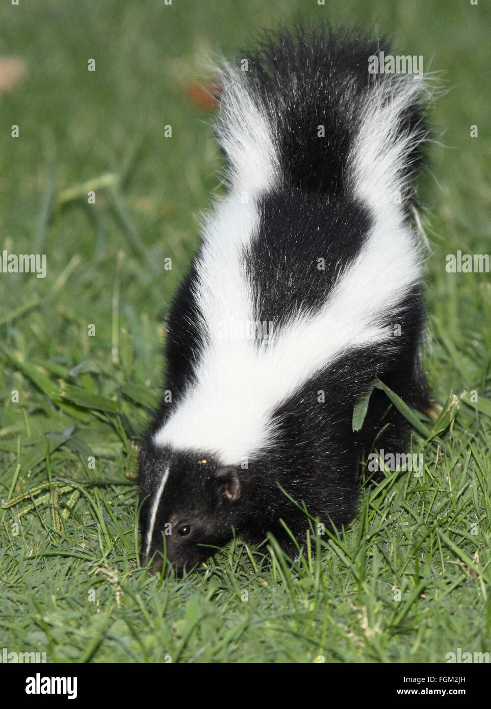Skunks Eating Bees