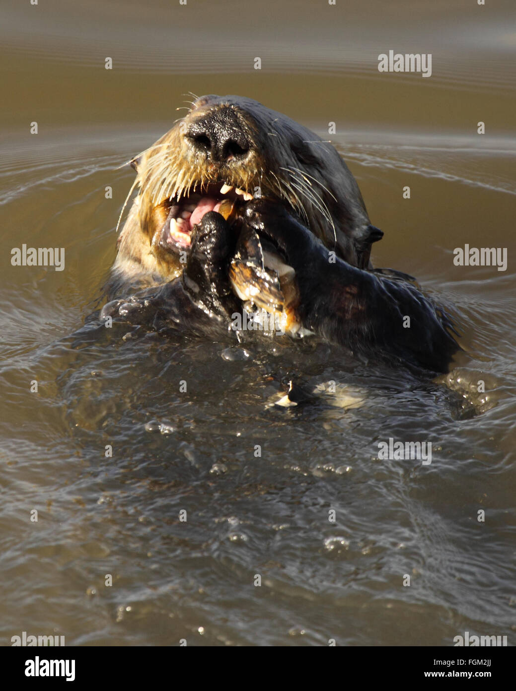 A Sea Otter chewing on a clam. Stock Photo