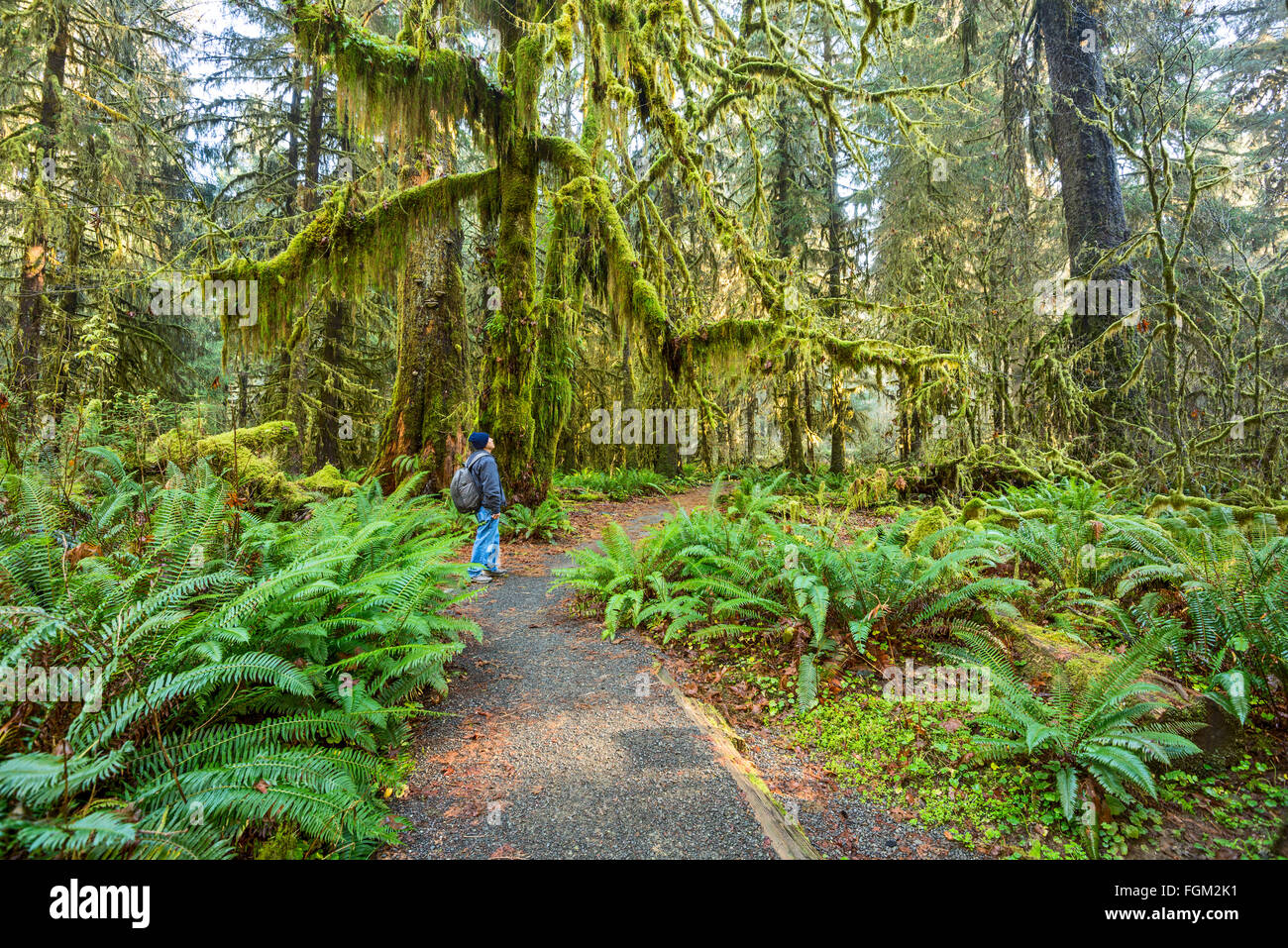 The Hoh Rainforest of Olympic National Park in Washington State. Stock Photo