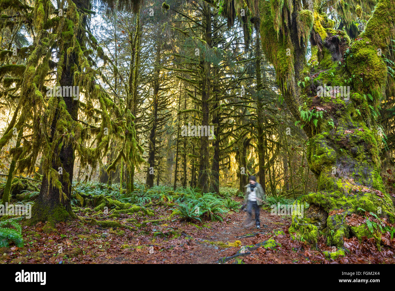 The Hoh Rainforest of Olympic National Park in Washington State. Stock Photo