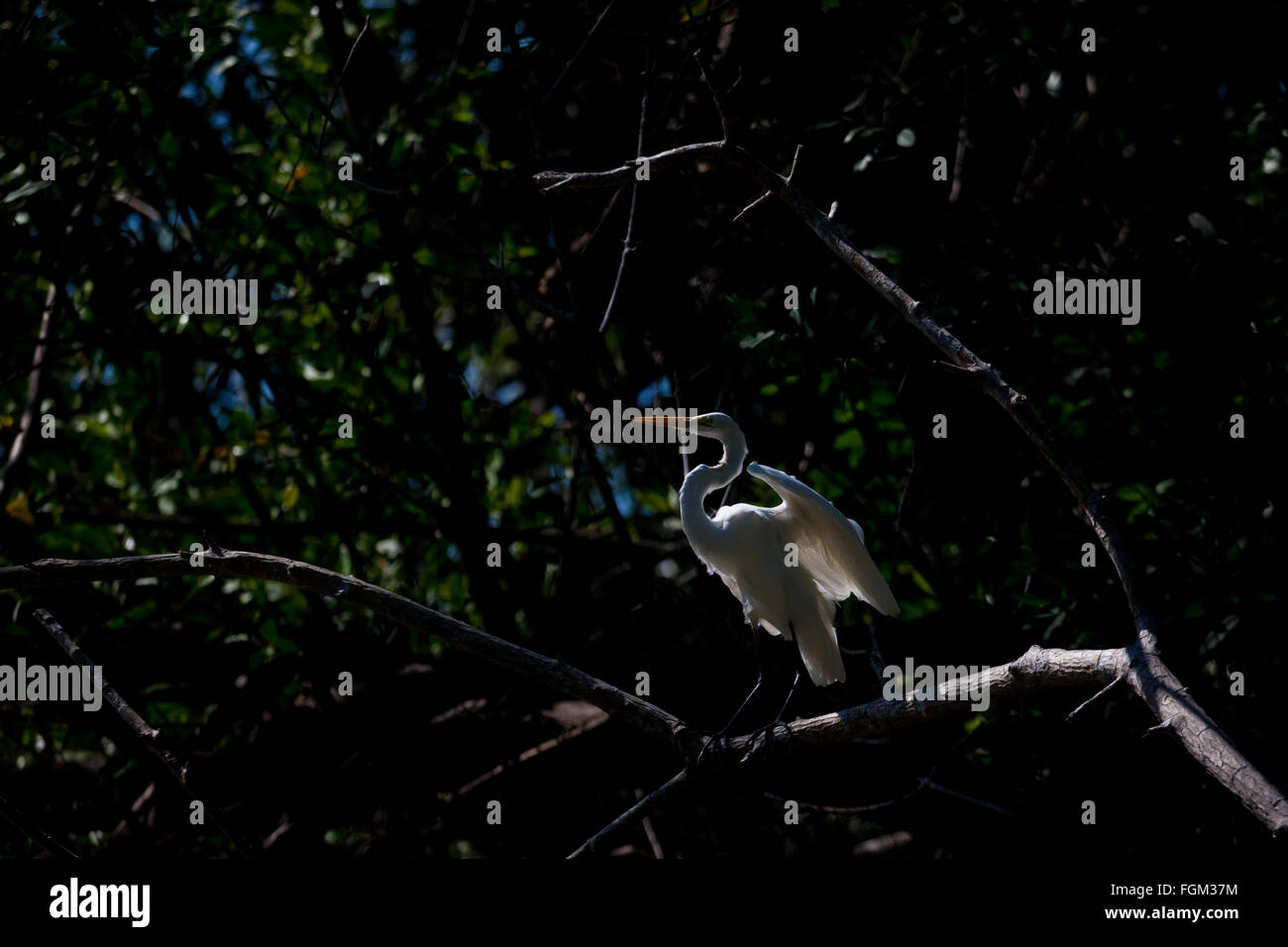 Great Egret, Ardea alba, in the mangrove forest beside Rio Grande, Cocle province, Republic of Panama. Stock Photo