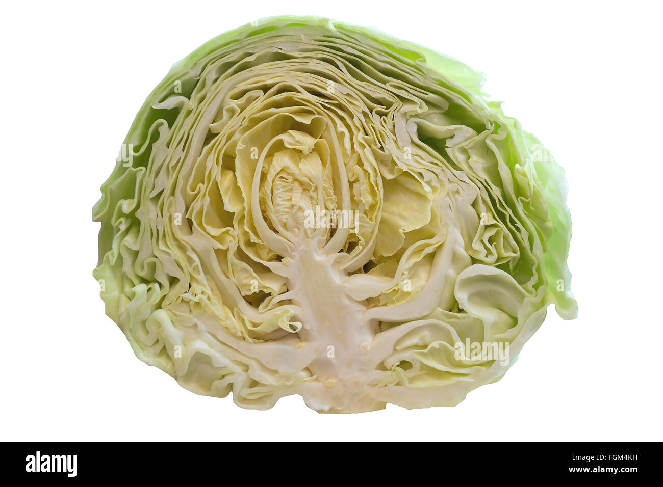 Cross Section of Cut Cabbage Head Closeup Macro Isolated on White Background Stock Photo