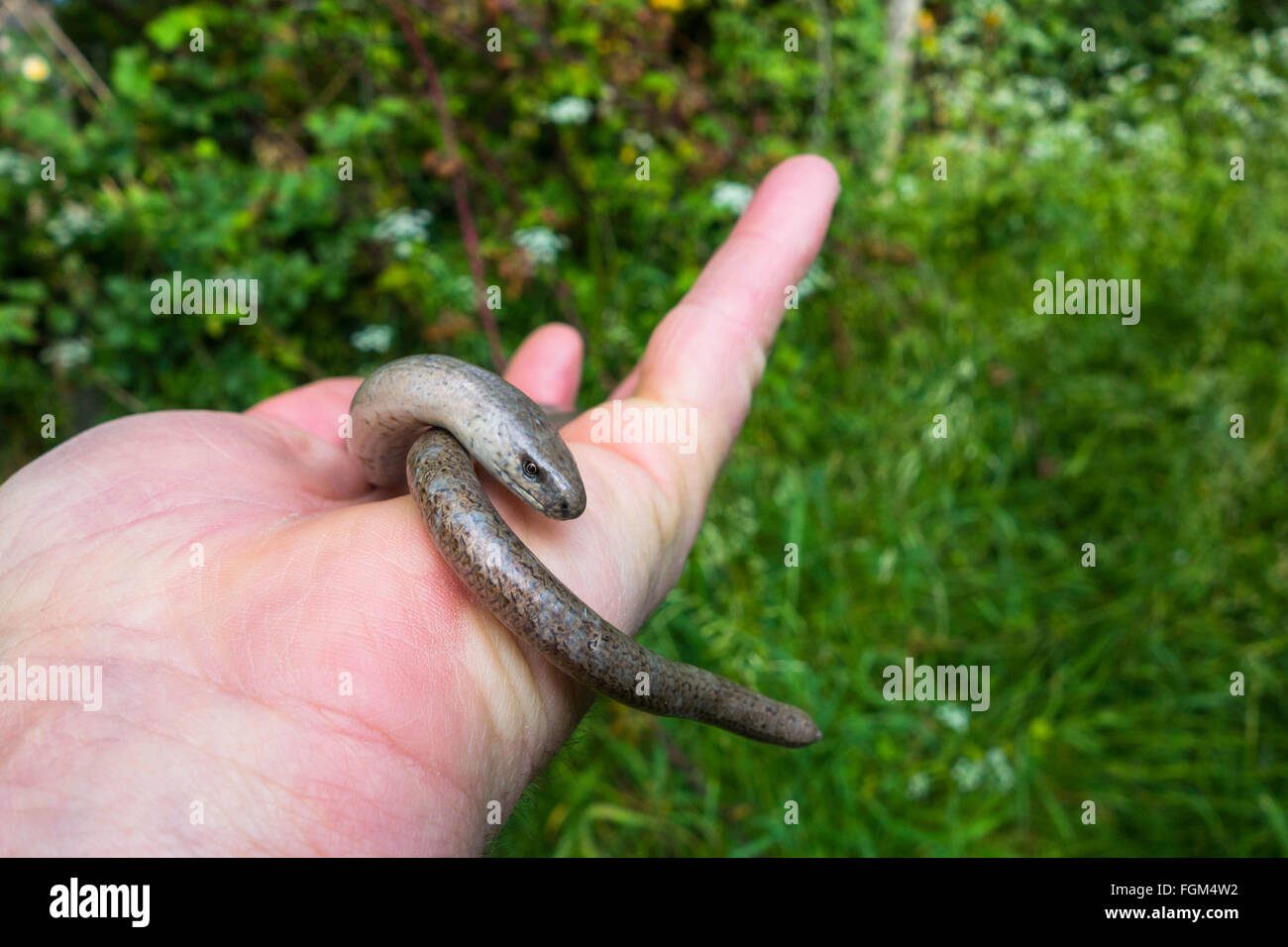 Male Slow worm (Anguis fragilis) on a nature reserve in the herefordshire countryside Stock Photo
