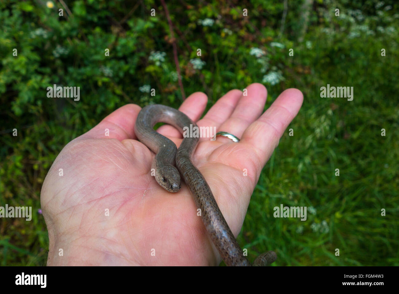 Male Slow worm (Anguis fragilis) on a nature reserve in the herefordshire countryside Stock Photo